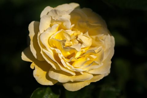 Роза микеланджело фото